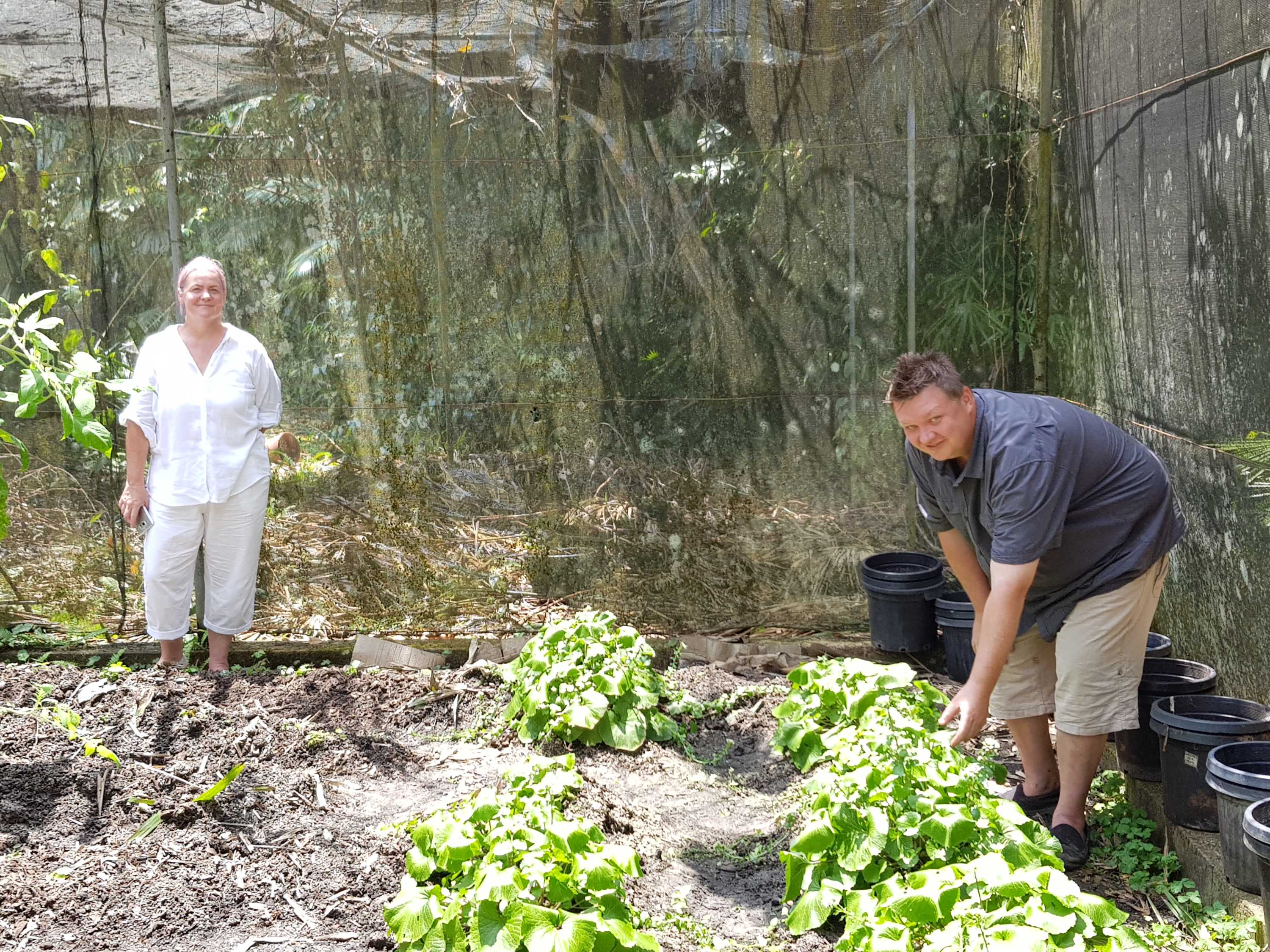 Wasabi crop mastered by far north Queensland chefcumfarmer ABC News