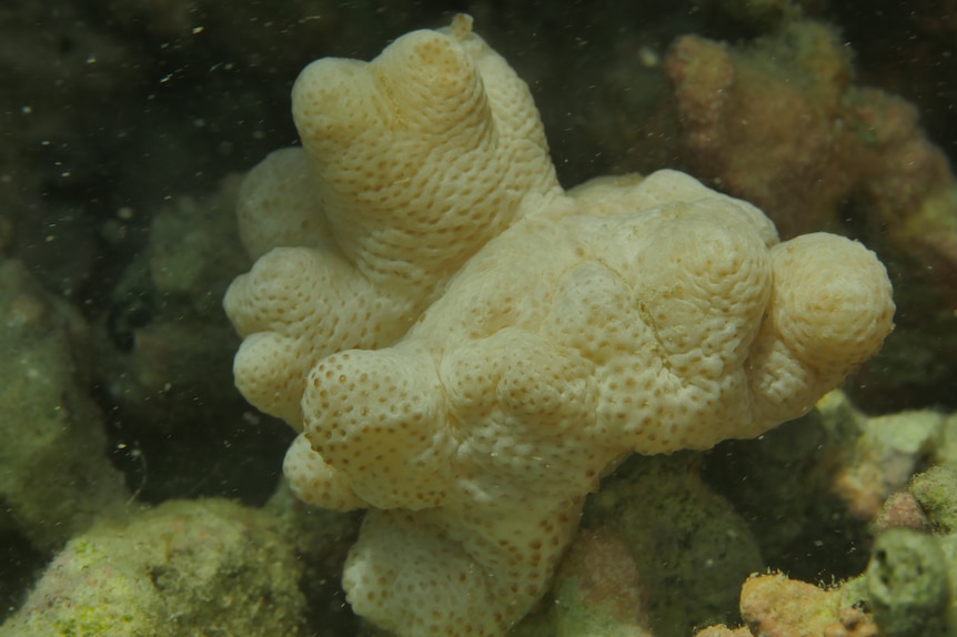 A close up image of bleached soft coral