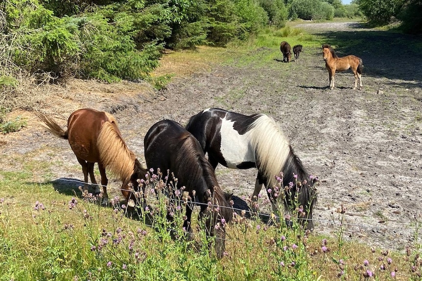 Three small ponies grazing in the foreground, a forest in the background with horses in the distance 