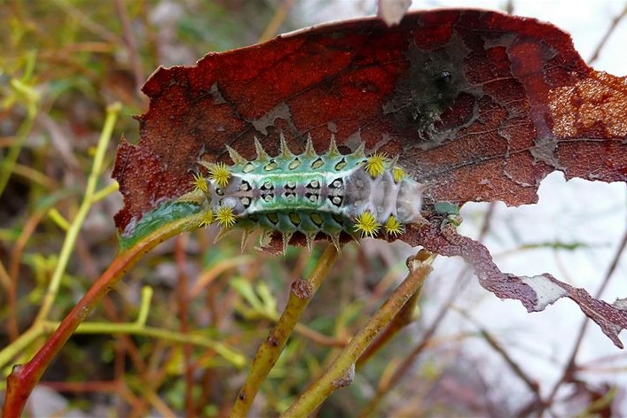Cup moth catterpillar
