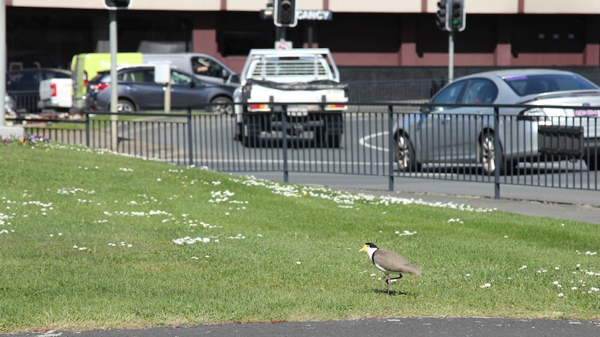 A masked lapwing near traffic in Hobart
