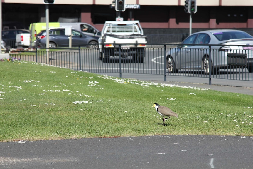 A masked lapwing near traffic in Hobart