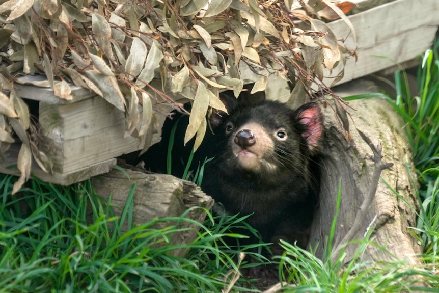 A Tasmanian devil in an enclosure pokes its head out of its hiding place.