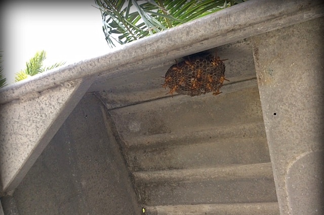 A wasp nest sits on a boat