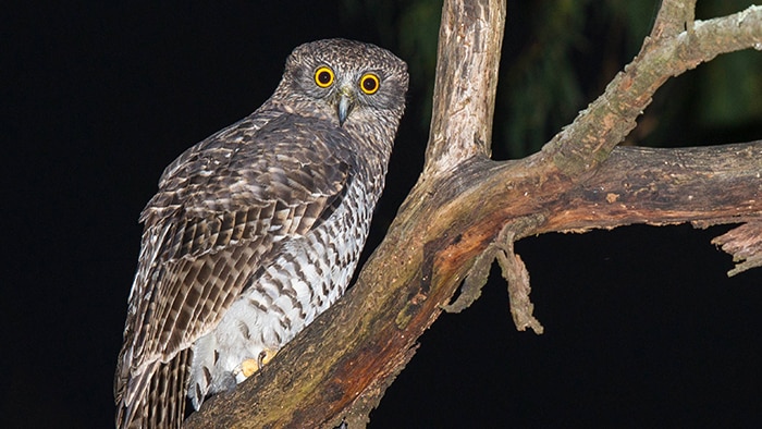 Adult powerful owl on a tree at night