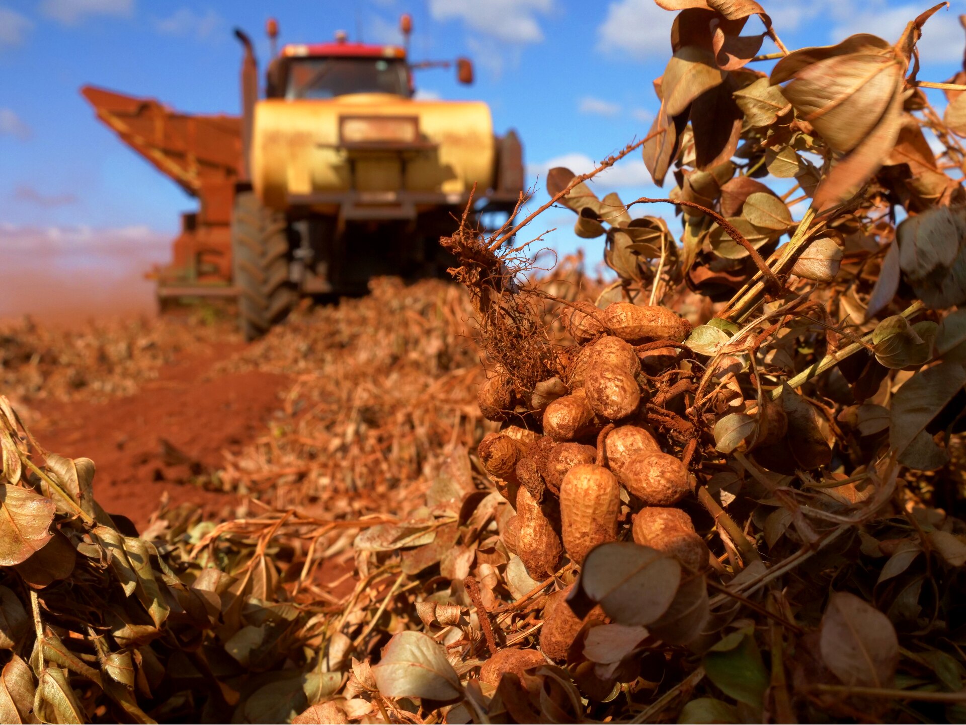 Most peanuts Australians eat are foreign and farmers don't have the