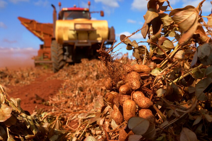 A peanut harvester is harvesting rows of peanut crops in the paddock.