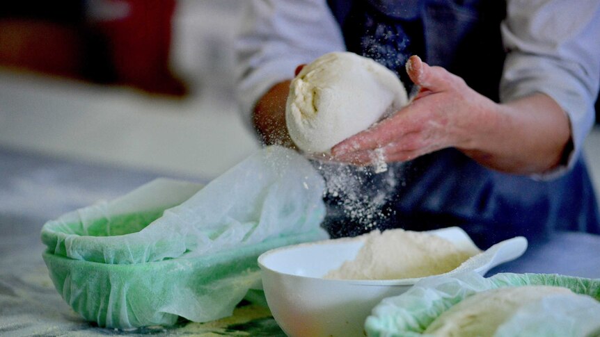 Closeup of a baker's hands kneading into dough and adding flour