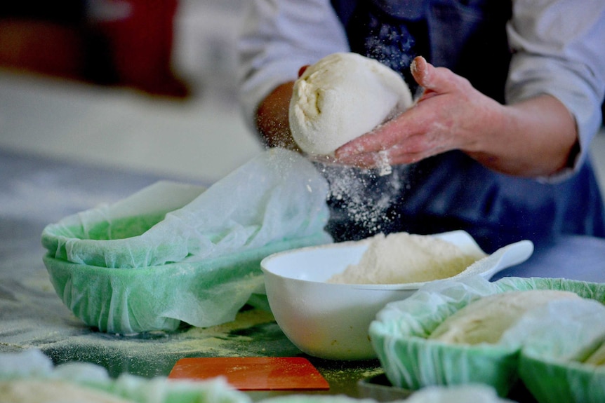 Closeup of a baker's hands kneading into dough and adding flour