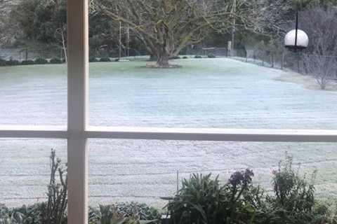 Grass covered in frost