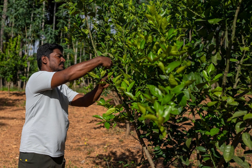 farmer trims his sweet lime plants