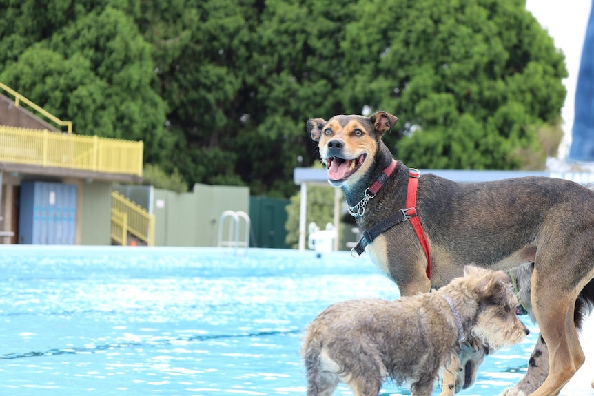 Two dogs stand on the side of the Glenorchy pool. 