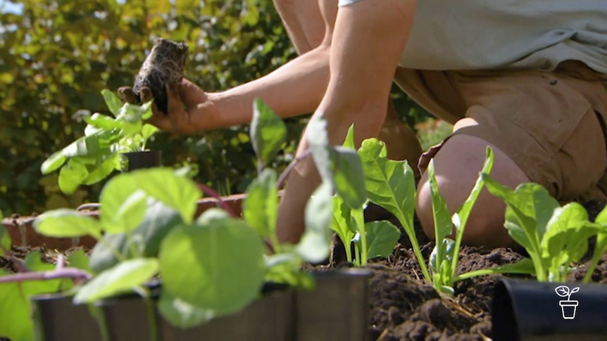 Person kneeling in vegie bed planting seedlings