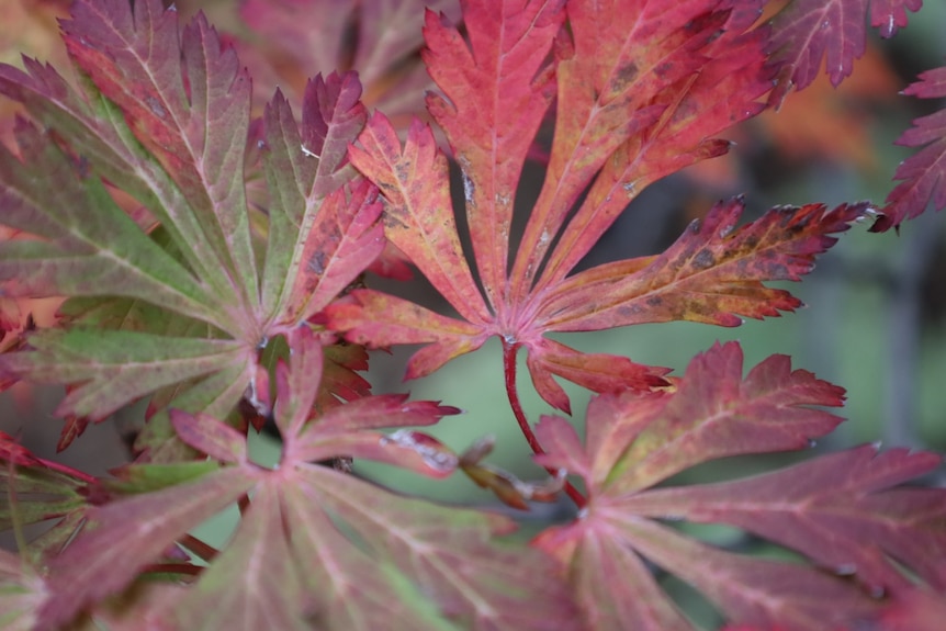 Green leaves turn red in autumn