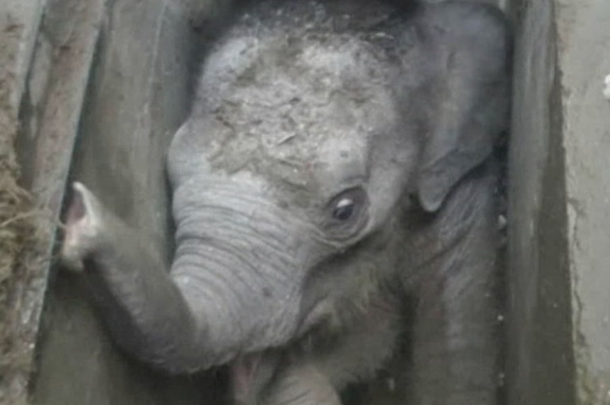 Elephant stuck in a drain in Hambantota