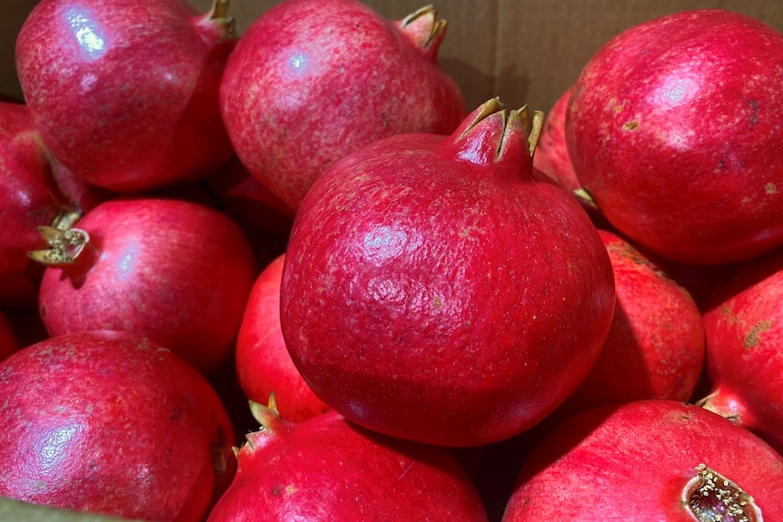 A pile of bright red, round, smooth skinned fruit.