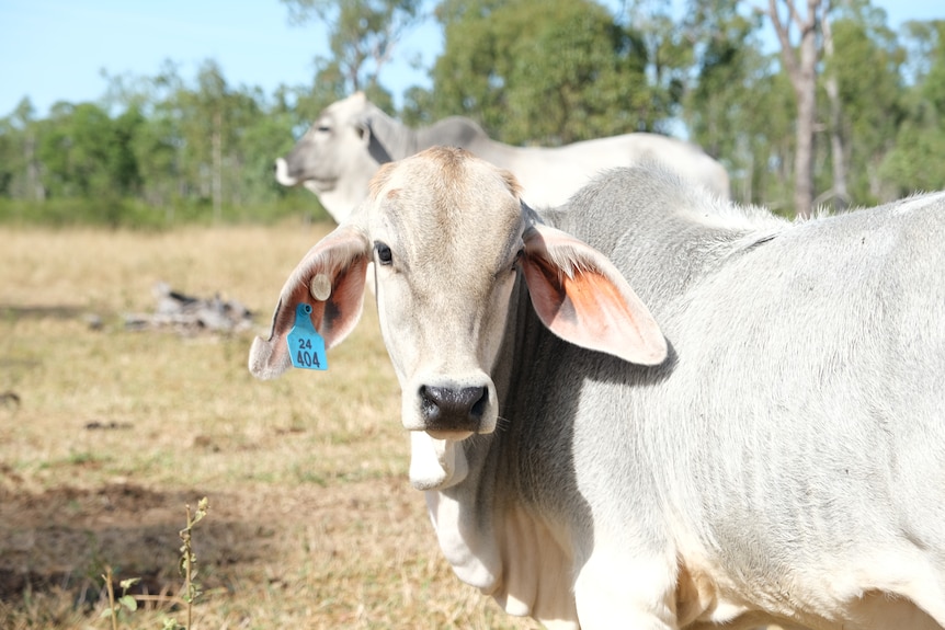 Brahman cow looking at camera
