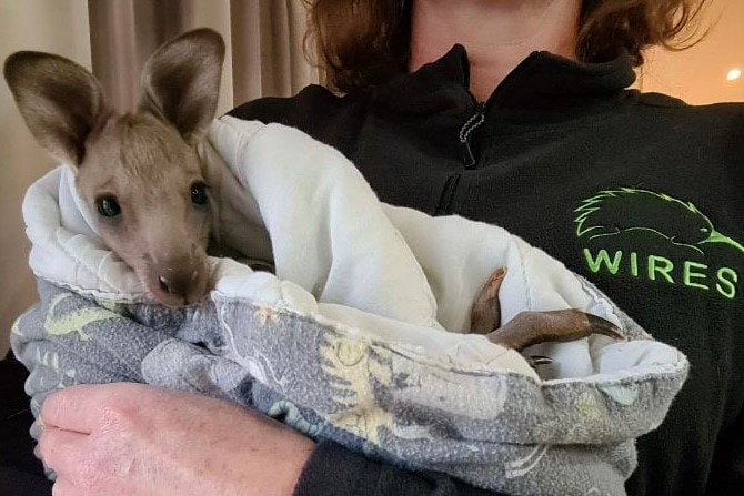 A kangaroo wrapped in a blanket being cuddled by a WIRES volunteer.