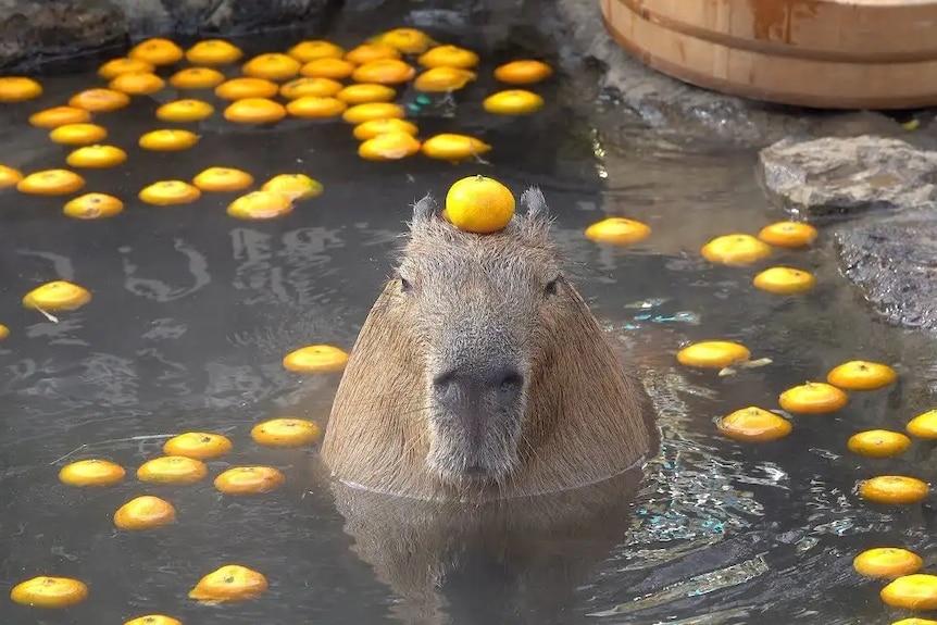 A capybara sits in a hot bath surrounded by yuzu fruits.