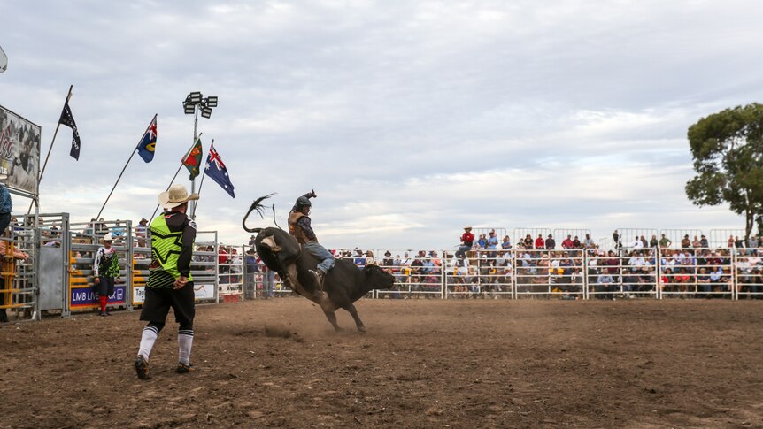 Iraqi-born Haider Al Hasnawi 19, riding a bull at the rodeo in Dunkeld.