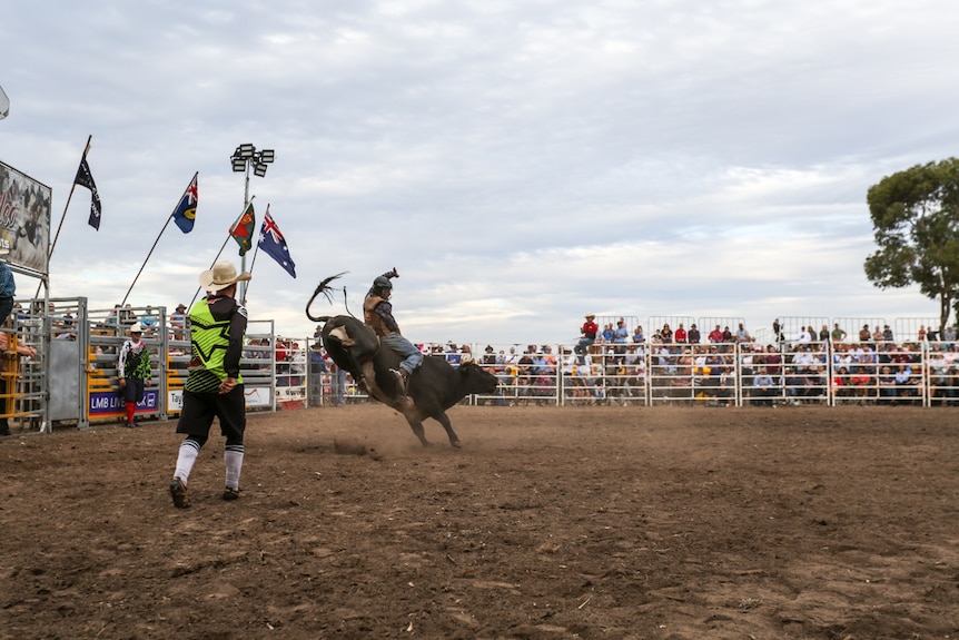 Iraqi-born Haider Al Hasnawi 19, riding a bull at the rodeo in Dunkeld.