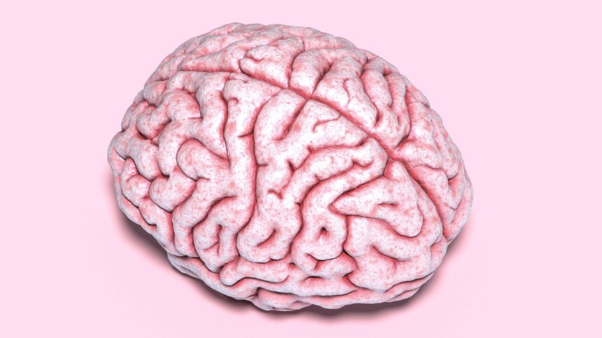 A human brain side on on a plain simple background.