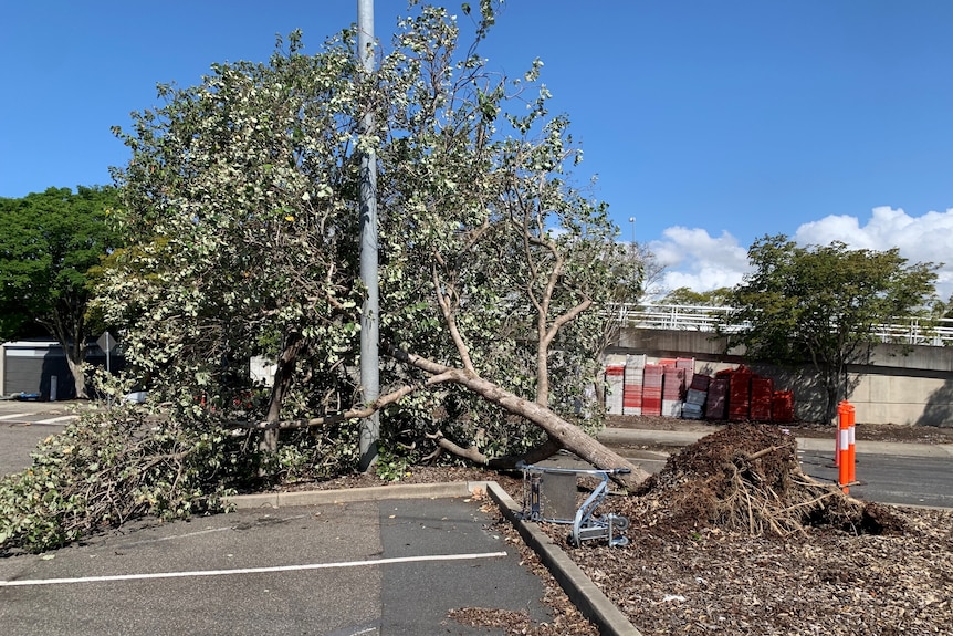 A tree torn from its roots at Brisbane Airport