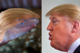 A photo of the newly discovered amphibian, Dermophis donaldtrumpi, with Mr Trump's hair on its head.