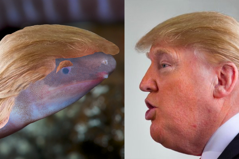 A photo of the newly discovered amphibian, Dermophis donaldtrumpi, with Mr Trump's hair on its head.