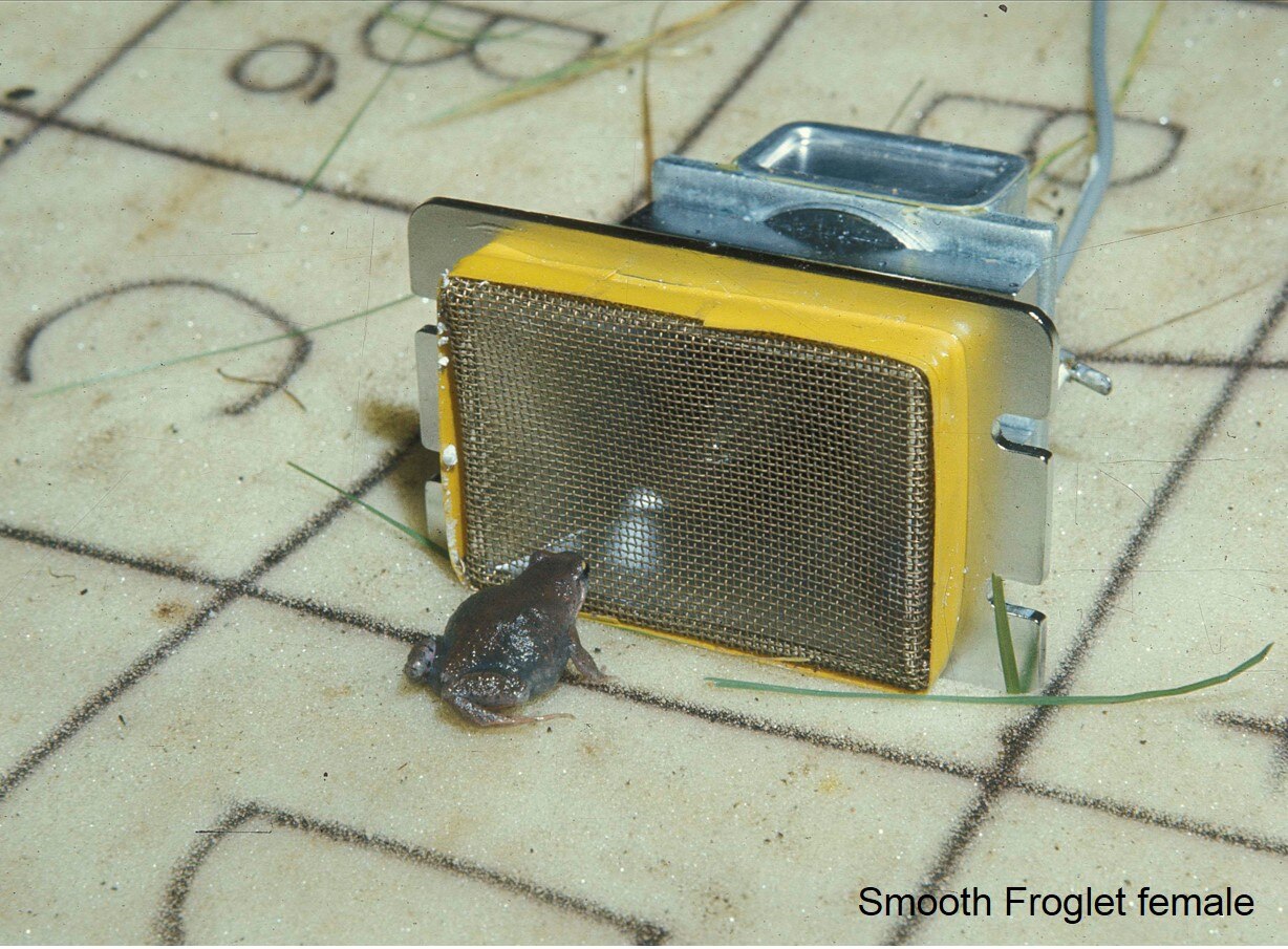 Any louder and that frog will explode [part two] ABC Radio National