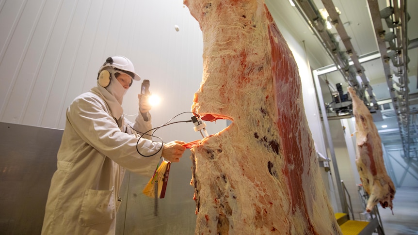 A meat worker scans a carcass of beef with a light.