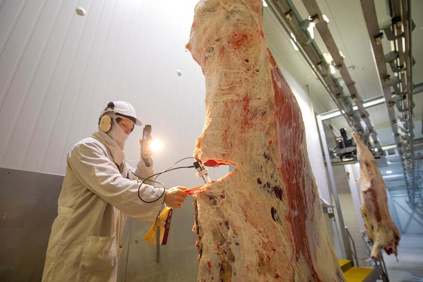 A meat worker scans a carcass of beef with a light.