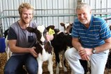Andy and Ross Powell with a calf in a barn.