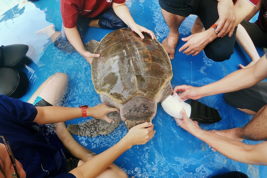 A turtle being held by different people in a blue pool