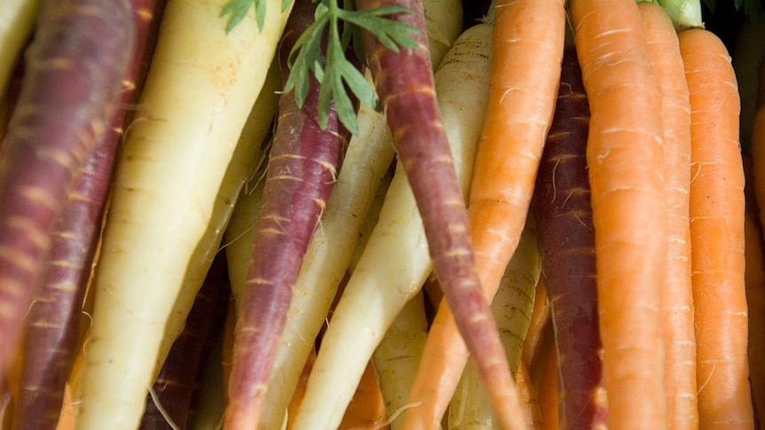 Different coloured carrots
