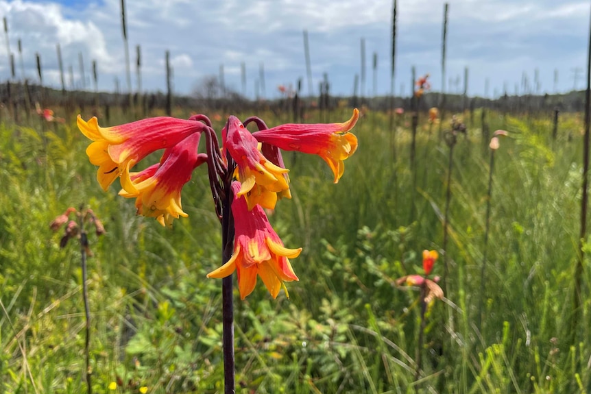 A red and yellow flower, on a single stem, against a backdrop of grasses.