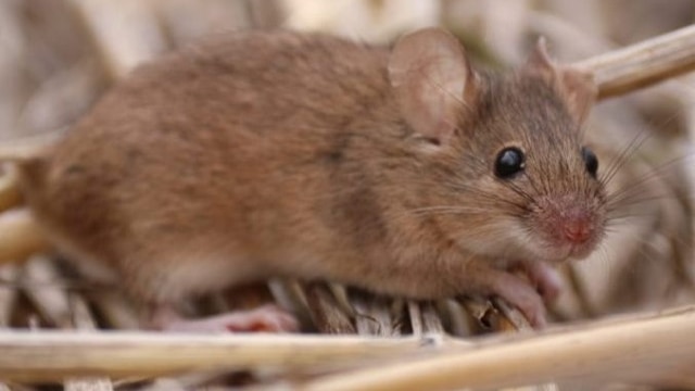 A brown mouse sitting on a bed of straw with its head slightly tilted towards the camera and eyes wide open