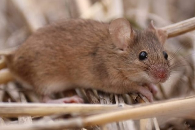 a mouse with head slightly tilted to camera on bed of straw.