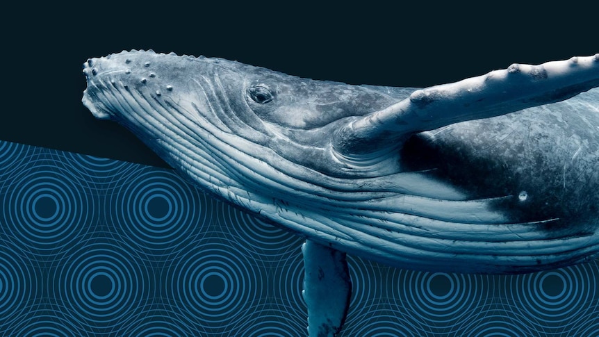 A whale with illustrated sonar wave pattern behind it.