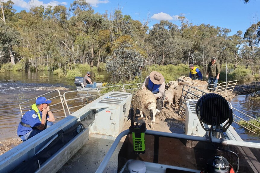 Men load sheep onto a tinnie in floodwater