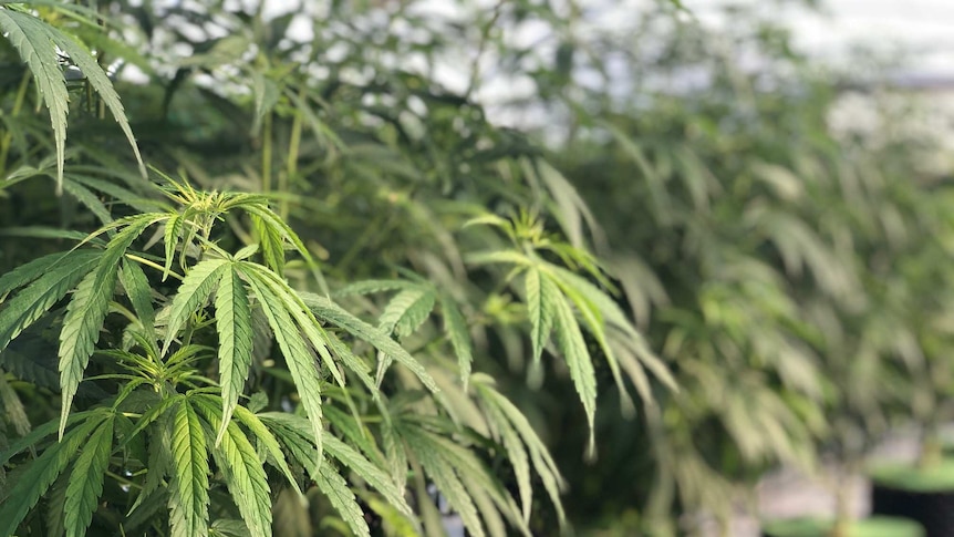 Rows of green medicinal cannabis plants inside a green house