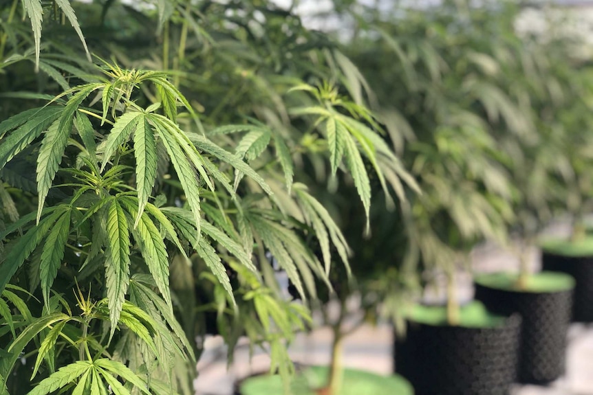 Rows of green medicinal cannabis plants inside a green house in Bundaberg