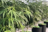 Rows of green medicinal cannabis plants inside a green house in Bundaberg