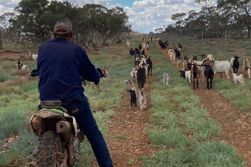 Man on motorbike musters goats along a track.