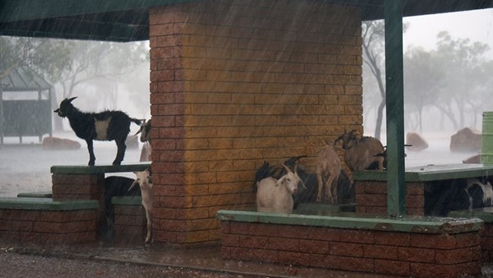 Feral goats in rest shelter
