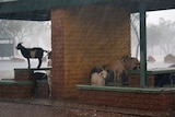Feral goats in rest shelter