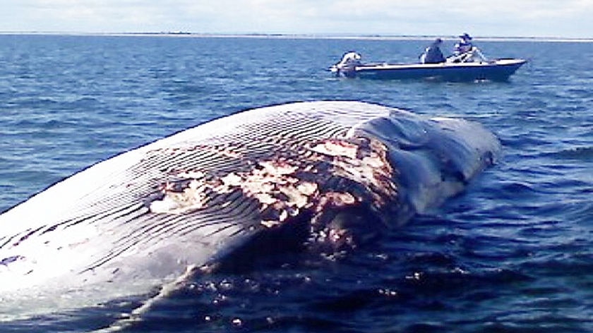 Dead whale at Port Parham