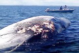 Dead whale at Port Parham