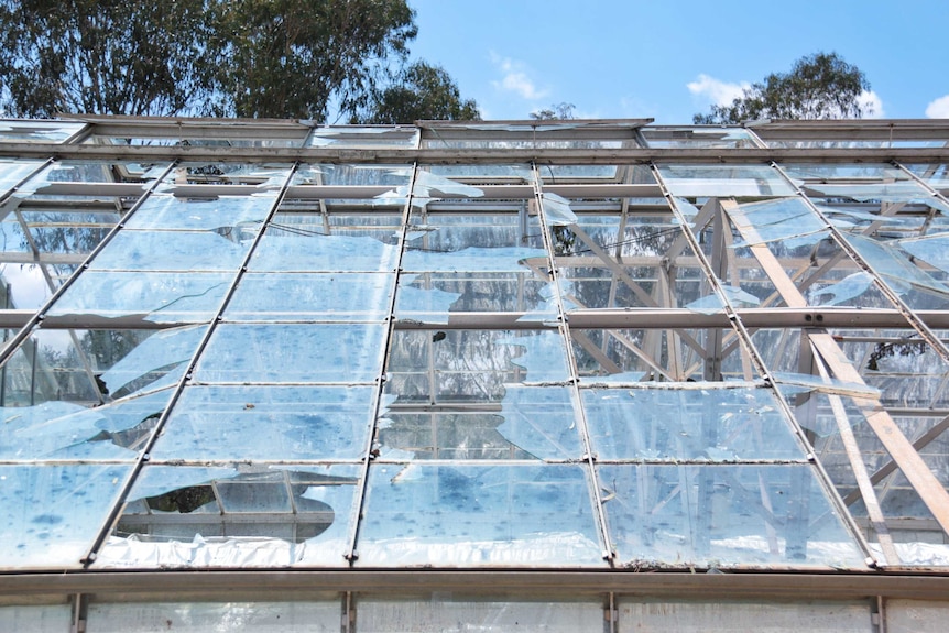 A close-up image of damaged panes of glass in a CSIRO greenhouse, with some shattered glass still remaining.