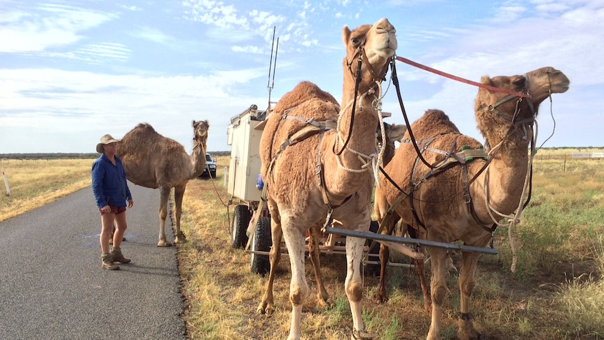 Glenn Bainbridge stands beside his camel wagon that two camels, Teddy and Blondie, are pulling.